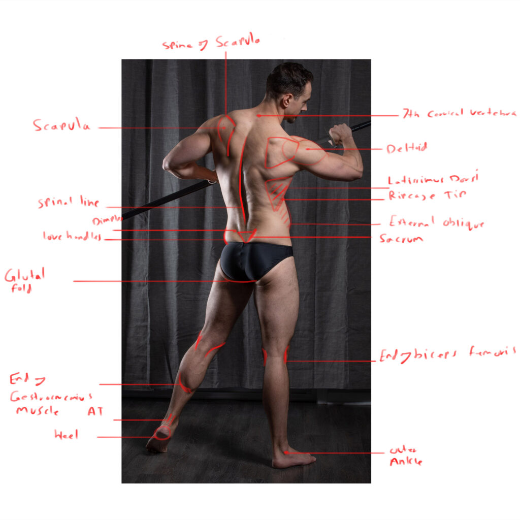 anatomical landmarks