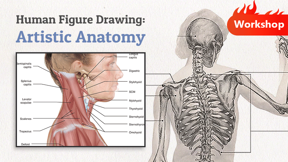 Drawing Tips for Beginners: Learn Human Anatomy - Wingfox