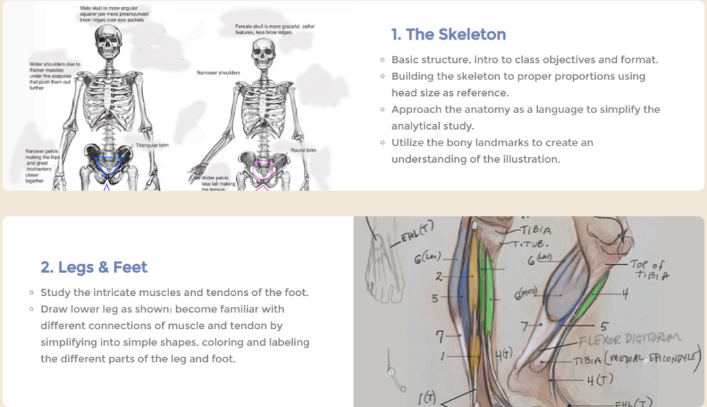 Drawing Tips for Beginners: Learn Human Anatomy - Wingfox