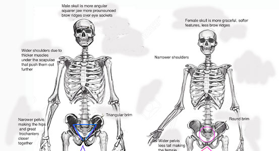 Drawing Tips for Beginners: Learn Human Anatomy - Wingfox