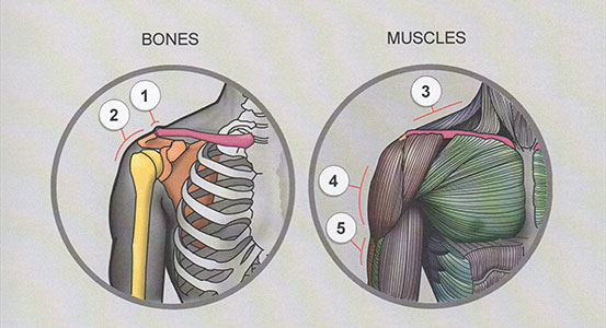 anatomy
