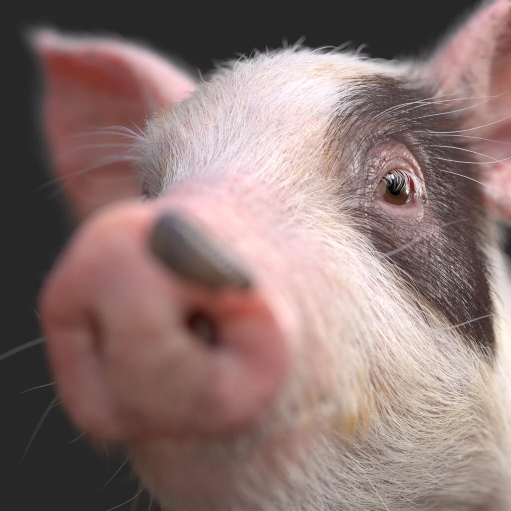 realistic pig
