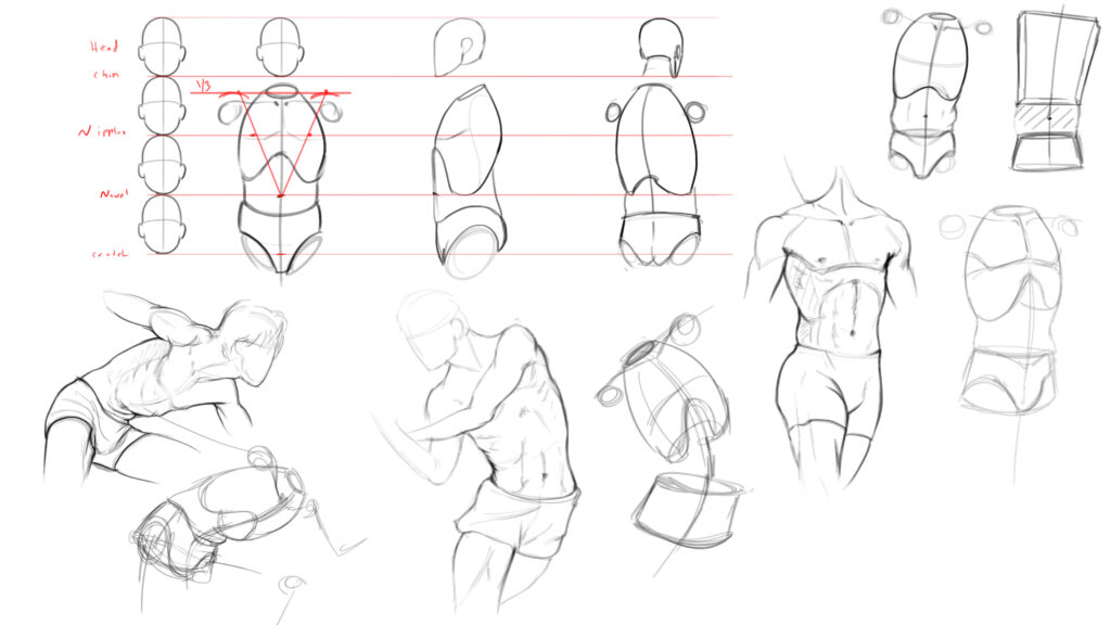 Anatomy Drawing Tips: Perfect Your Figures - Wingfox