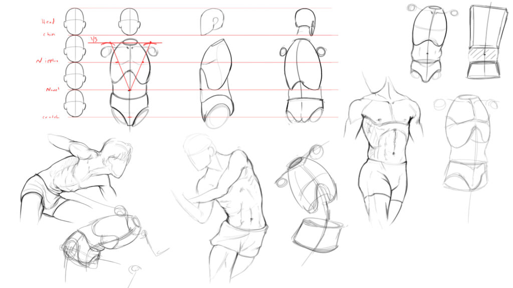 reference #anatomy #torsoAnatomy Reference Anatomy Reference Torso  referenceAnatomy Reference Torso reference | Anatomy art, Art reference,  Drawings